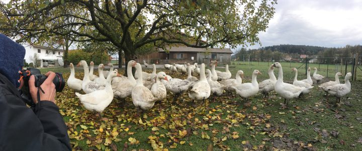 Fotograf macht Bild von Gänsen im Hof.