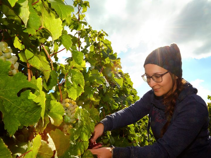 Frau erntet Trauben im sonnigen Weinberg.