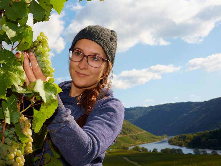 Frau erntet Trauben in malerischer Weinlandschaft.