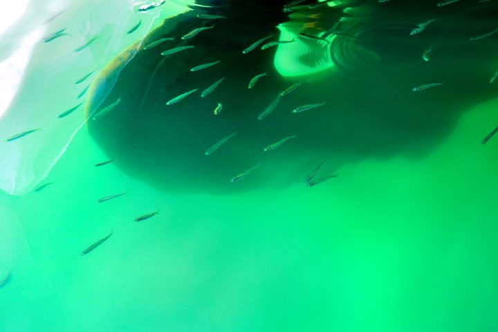 Grüne Unterwasseransicht mit kleinen Fischen.