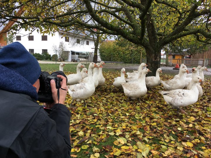 Mann fotografiert Gänse unter Baum mit Herbstlaub.