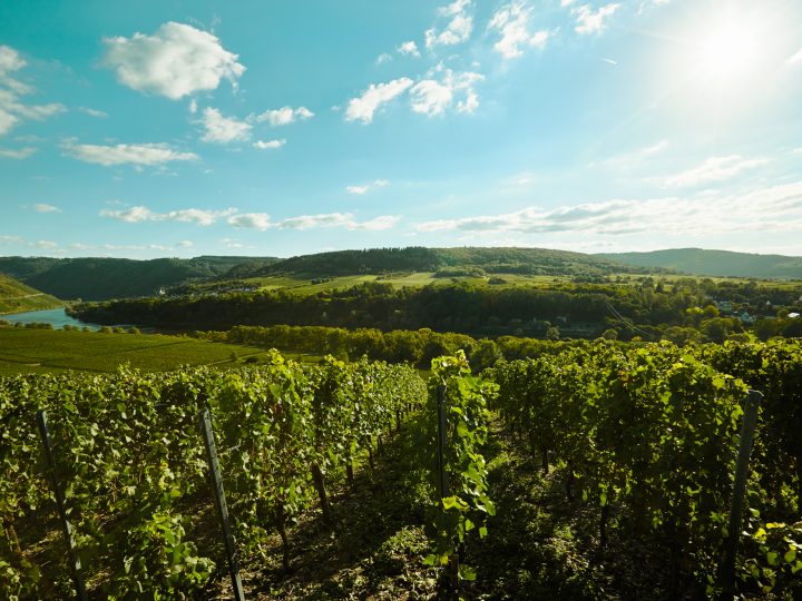Weinberg und Fluss im Sonnenlicht