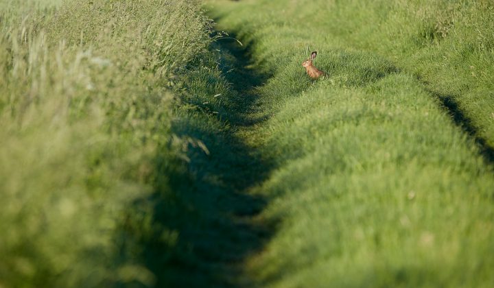 Hase sitzt auf einem grasbewachsenen Pfad.