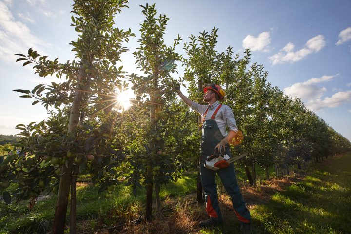 Landwirt erntet Äpfel im Obstgarten bei Sonnenuntergang.