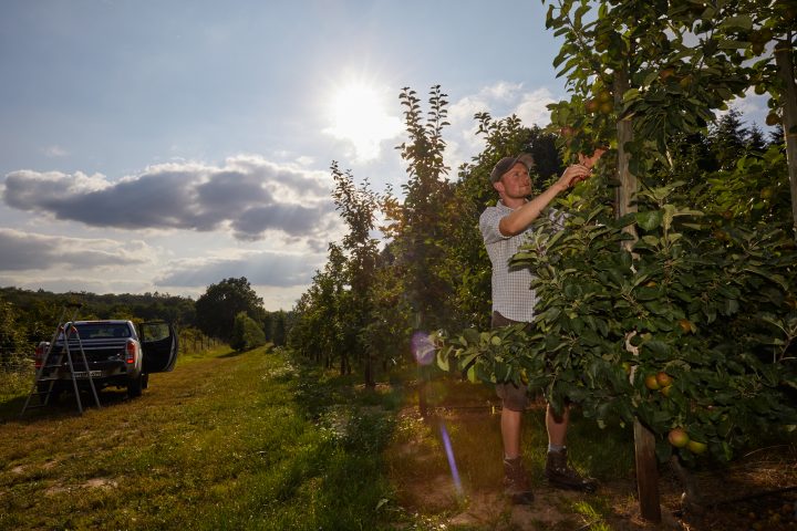 Mann erntet Äpfel im Obstgarten bei Sonnenuntergang.