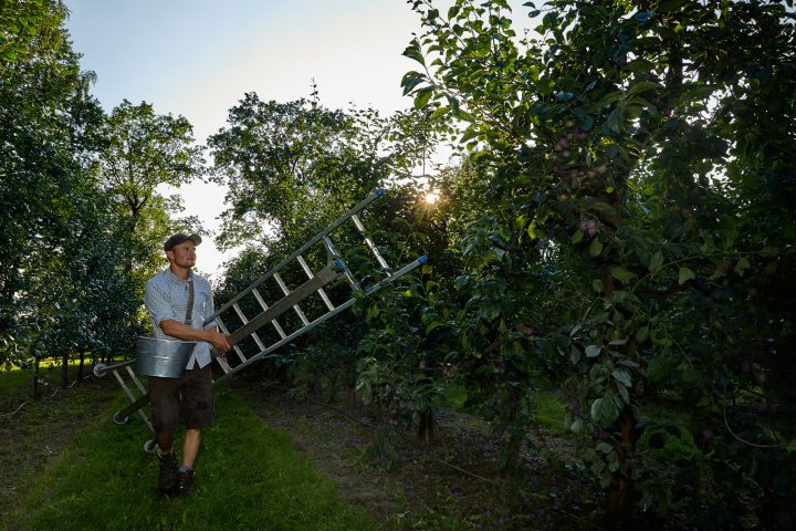 Mann trägt Leiter im Obstgarten unter Bäumen.