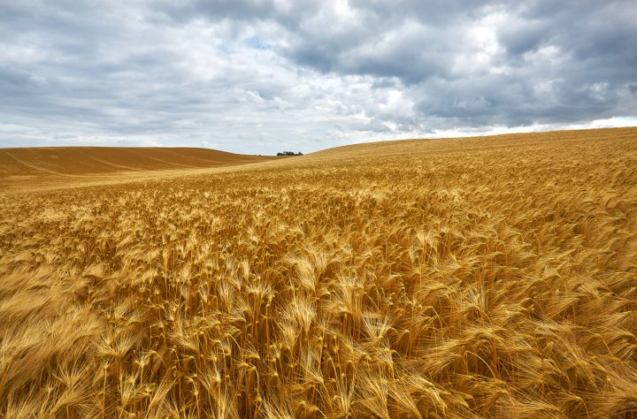 Weizenfeld unter bewölktem Himmel