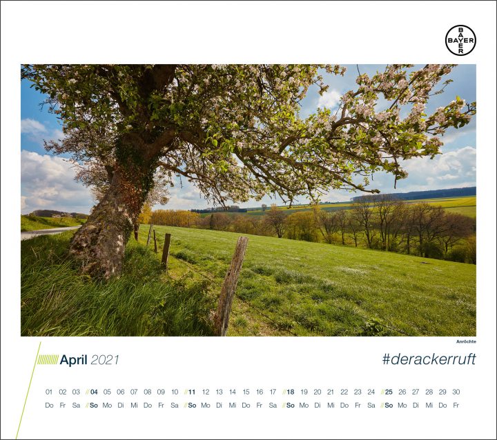 Frühlingswiese mit blühendem Baum im April.