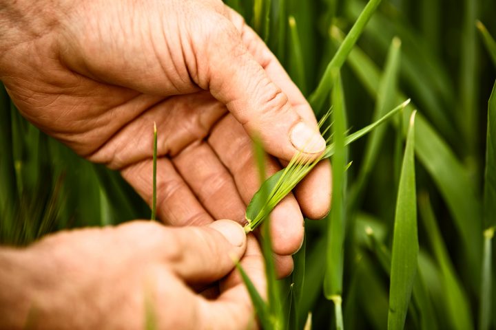 Hände untersuchen grünes Blatt auf einem Feld.