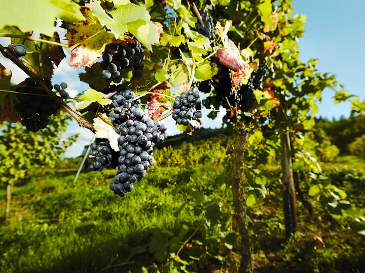 Reife Trauben am Weinberg an sonnigem Tag
