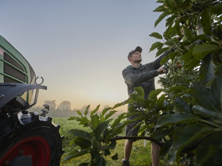 Bauer pflückt Äpfel morgens auf seinem Feld