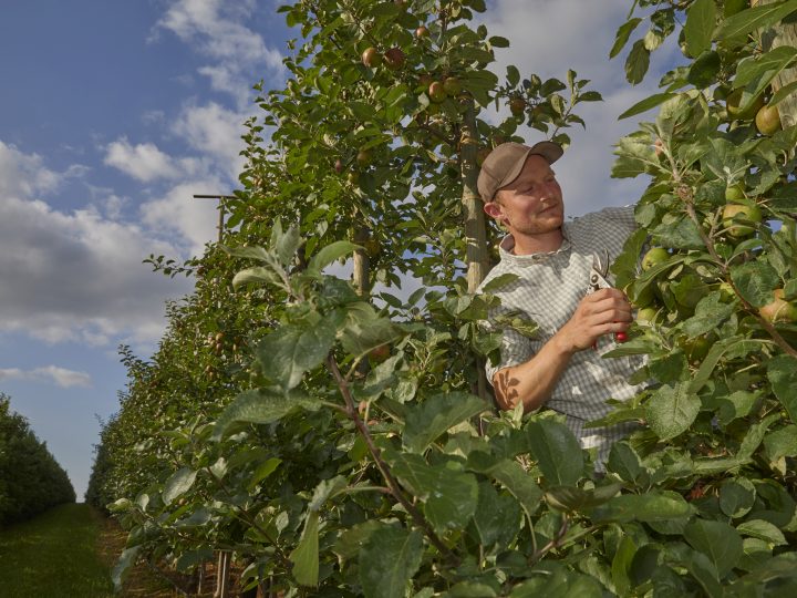 Gärtner pflückt Äpfel auf einer Plantage bei sonnigem Wetter.
