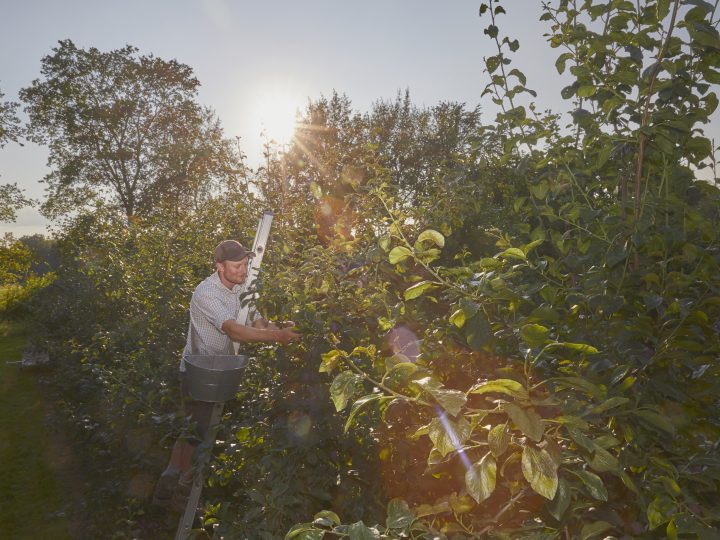 Mann erntet Äpfel bei Sonnenuntergang mit Leiter.