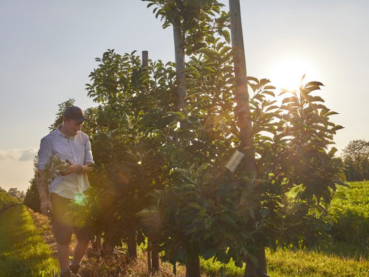 Mensch beim Spaziergang durch Obstplantage im Sonnenlicht