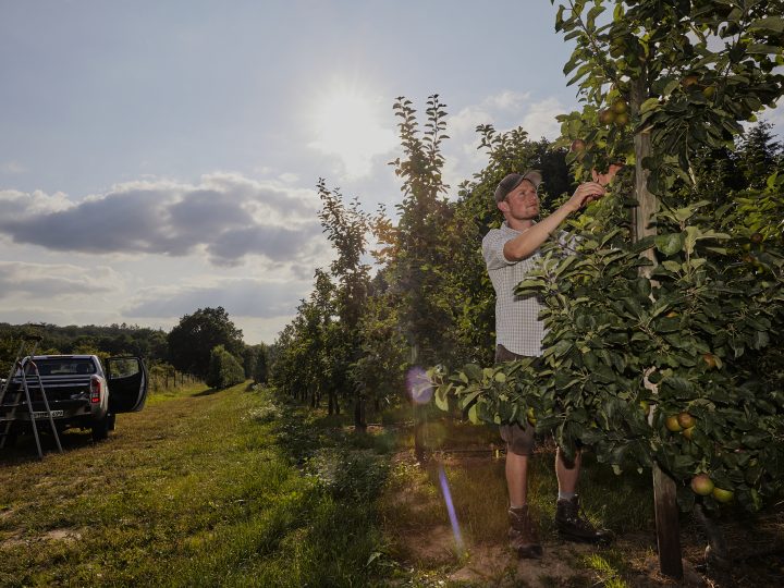 Obstbauer erntet Äpfel im Sonnenlicht auf der Plantage.