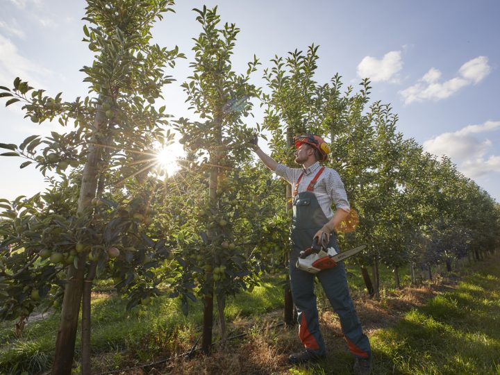 Obstbauer pflegt Apfelbäume im Sonnenschein