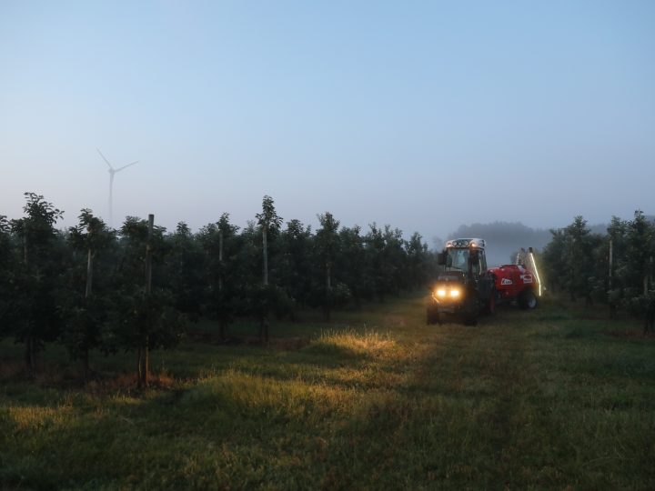 Traktor arbeitet im Obstgarten bei Morgendämmerung.